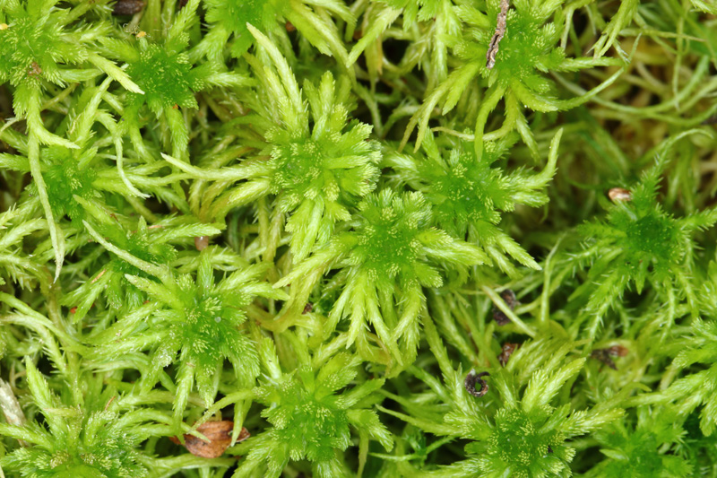 Sphagnum teres